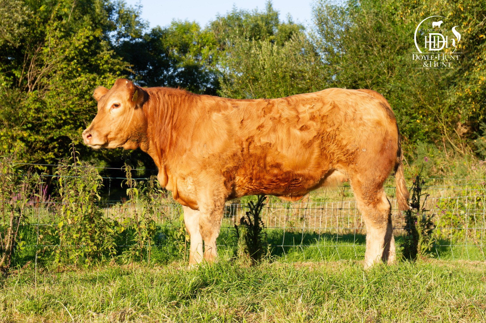 Online sale of commercial 'show heifers' this evening Agriland.ie