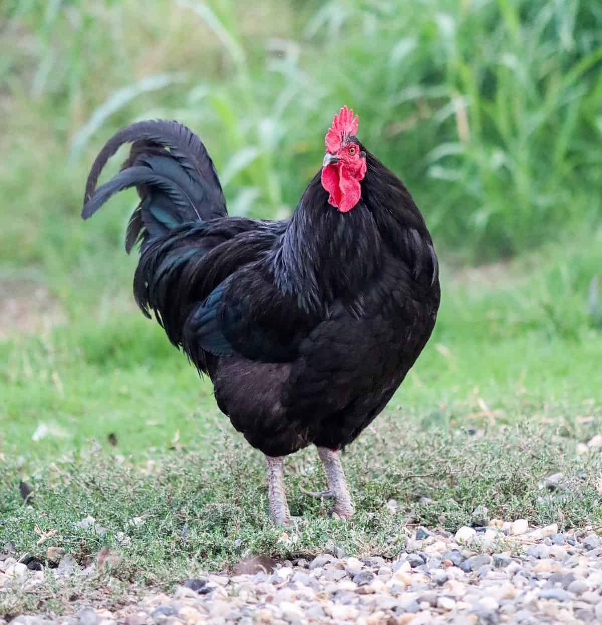 15 Black Chicken Breeds That You Will Surely Like