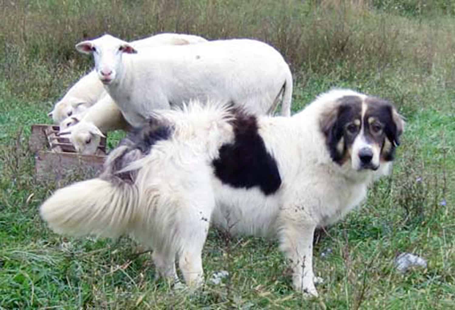 The 15 Best Livestock Guardian Dogs