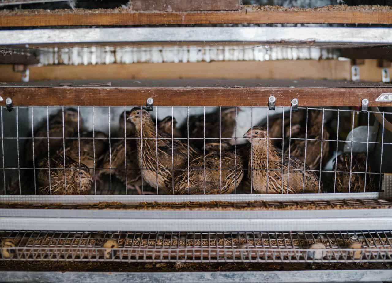 Quail Farming 101 A Definitive Guide on Raising Quails