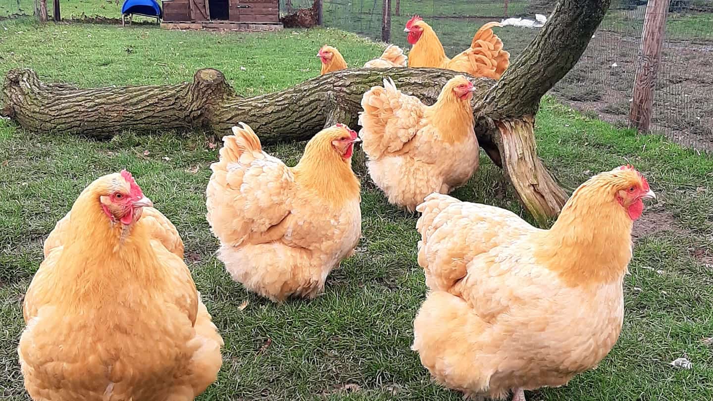 Orpington Chickens Breed Profile, Varieties and Care