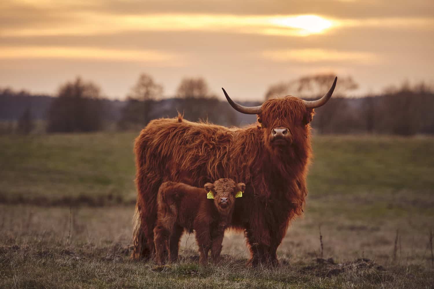 Highland Cows Breed Profile, Facts & Photos