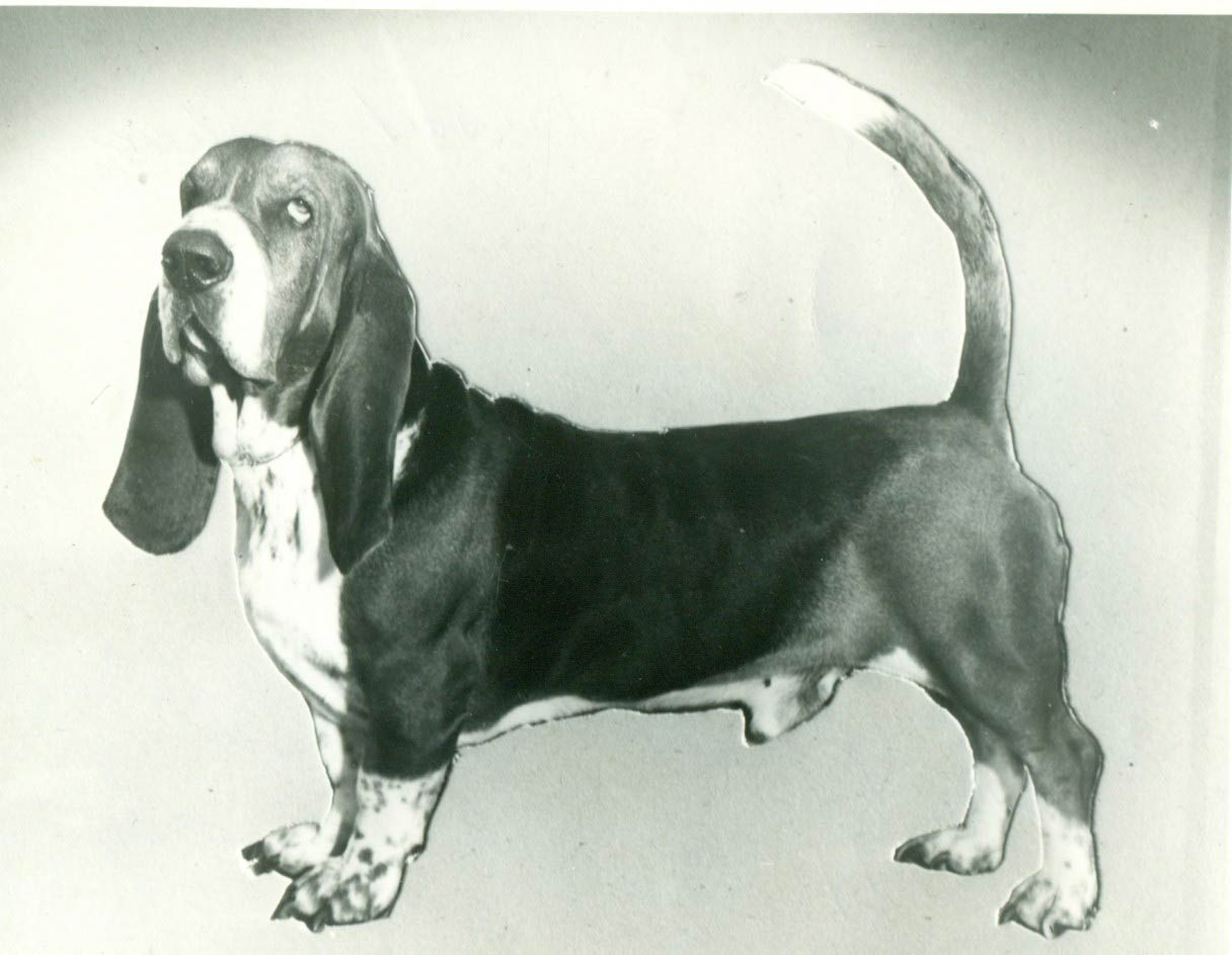 Basset Hound History & Training/Temperament American Kennel Club