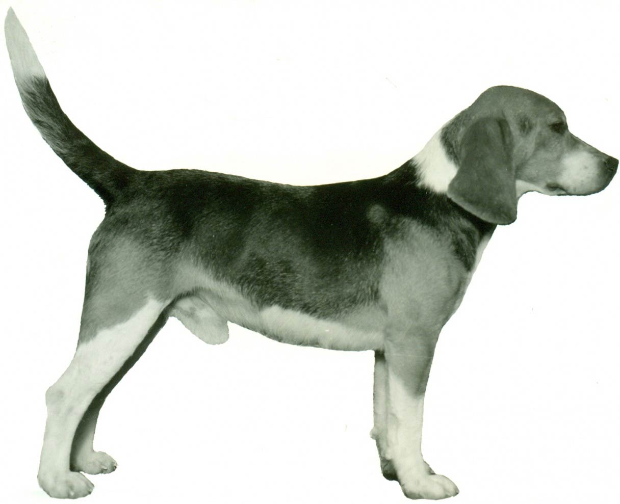 Beagle History & Training/Temperament American Kennel Club