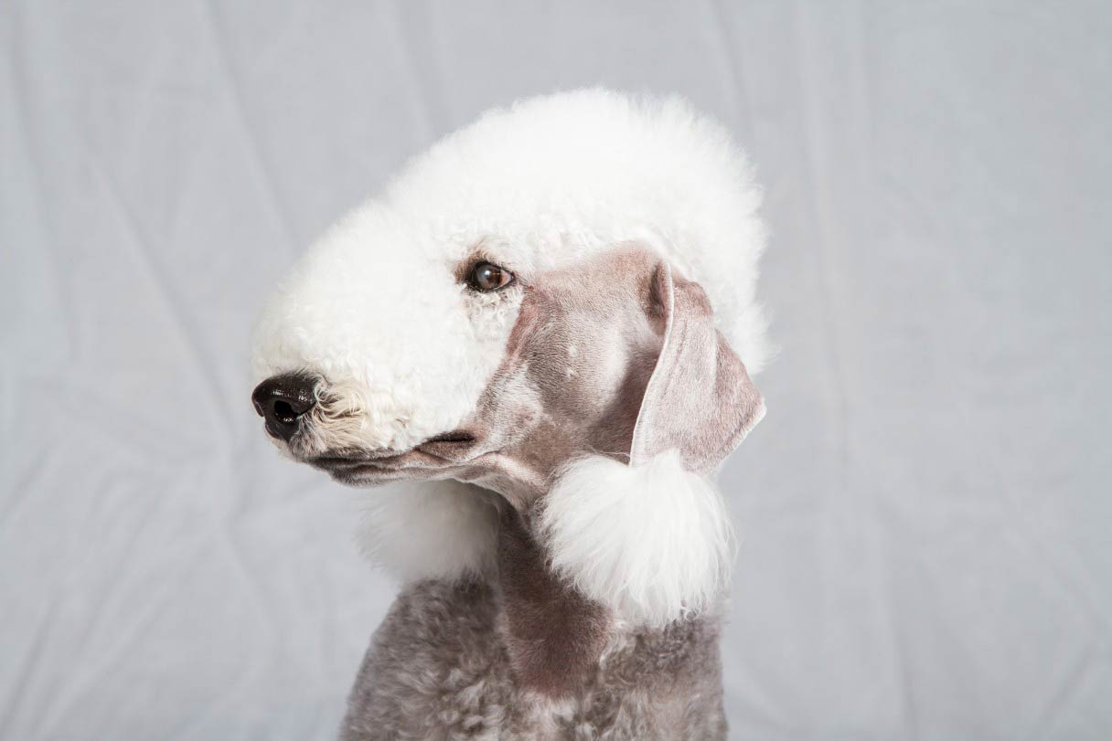 Bedlington Terrier Breeders New York rens dog beds