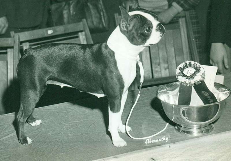 Boston Terrier History & Training/Temperament American