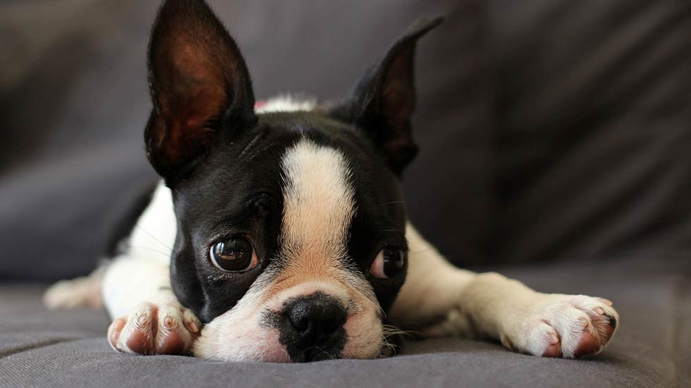 Boston Terrier Kennel Club Photos All