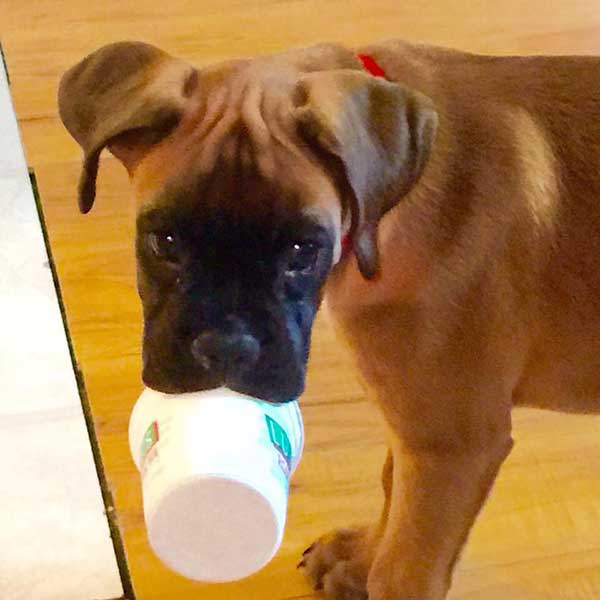 ziehen Ernährung Peeling are boxer dogs good family pets Turner Alter Narbe