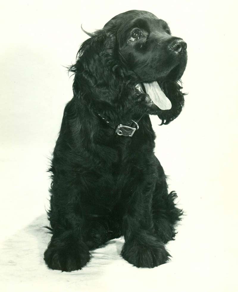 Cocker Spaniel History & Training/Temperament American Kennel Club