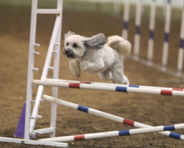 Dog Gains Focus & Exercise through Agility American
