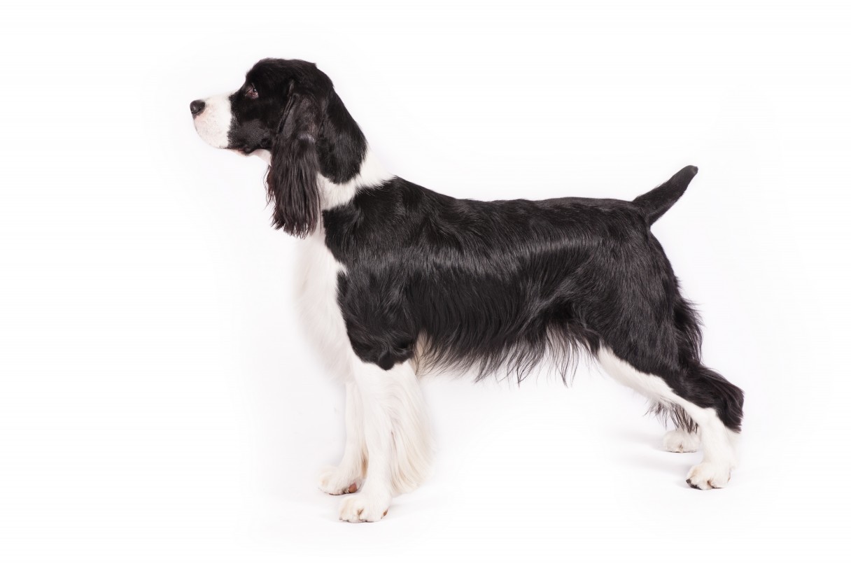 Does High Protein Diet Cause Kidney Disease In Dogs