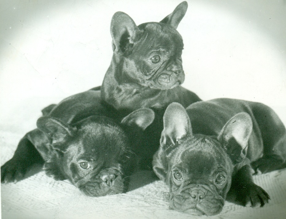 French Bulldog History & Training/Temperament American Kennel Club