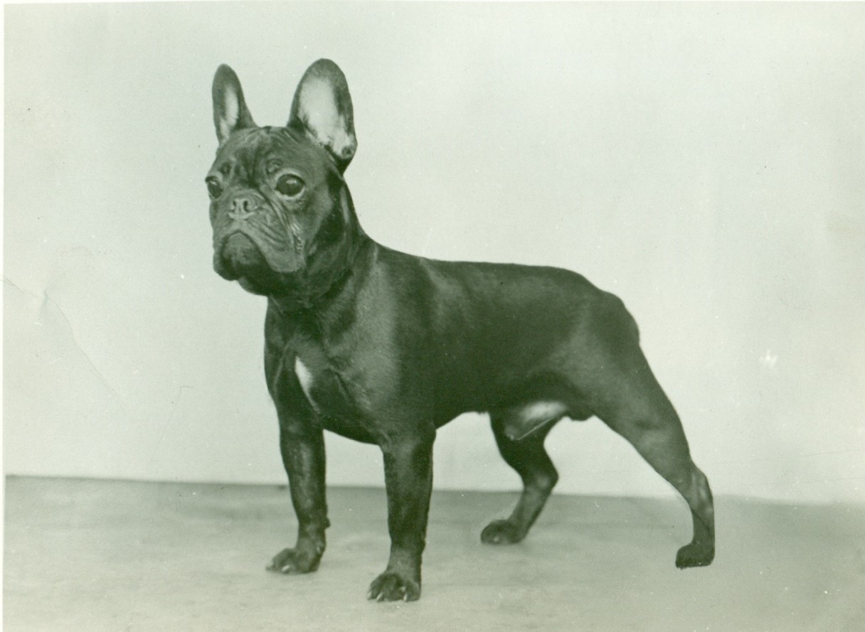 French Bulldog History & Training/Temperament American Kennel Club