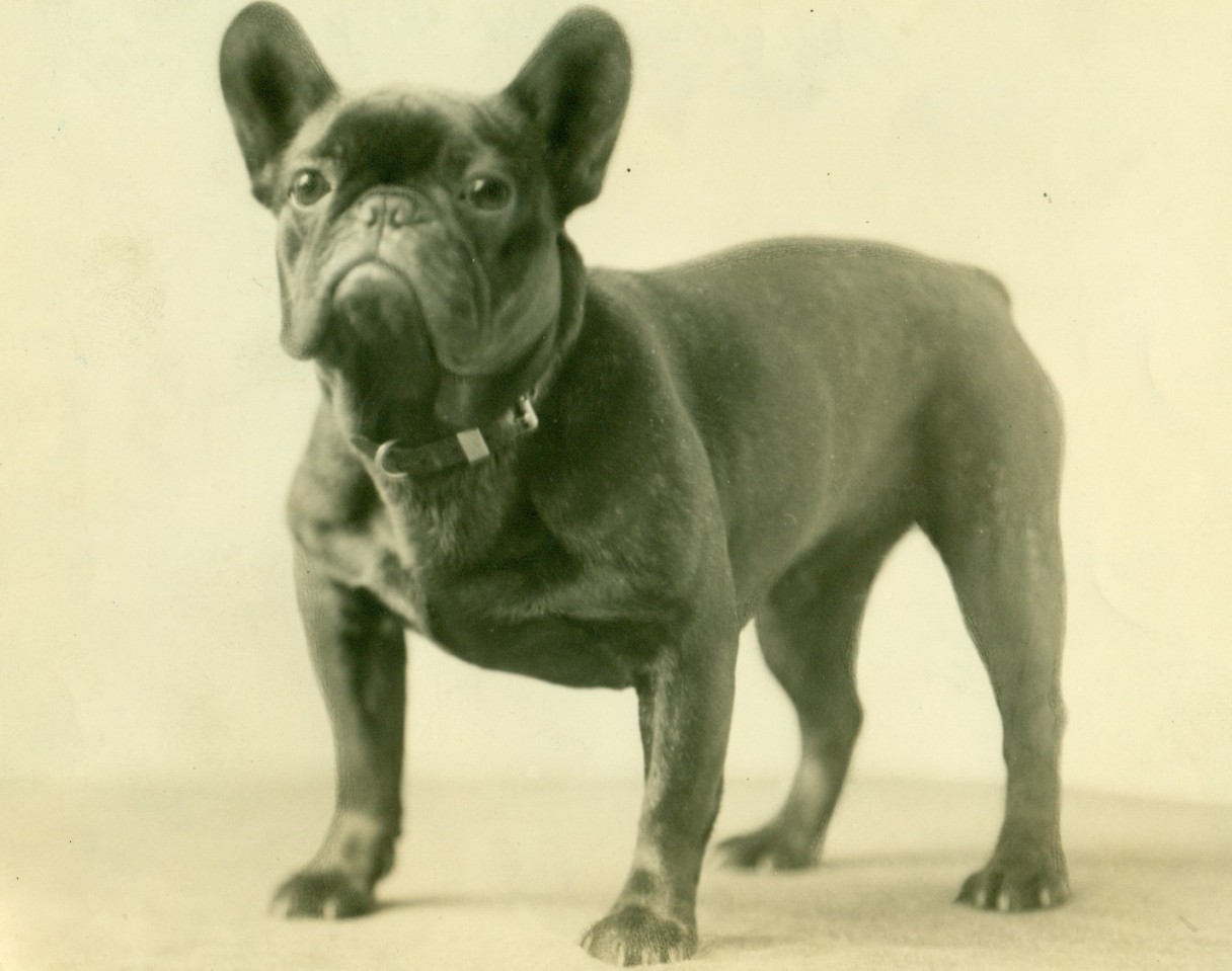 French Bulldog History & Training/Temperament American Kennel Club