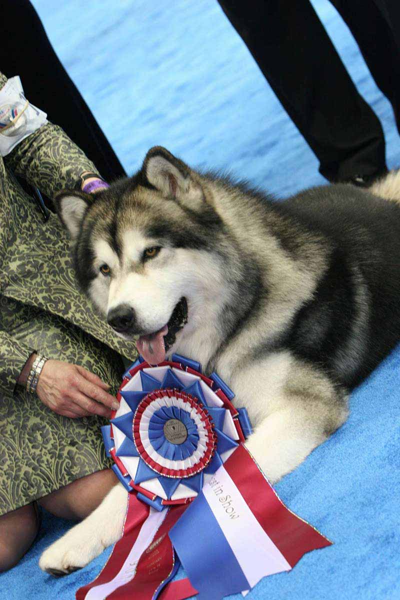 Are Malamutes Good In Apartments