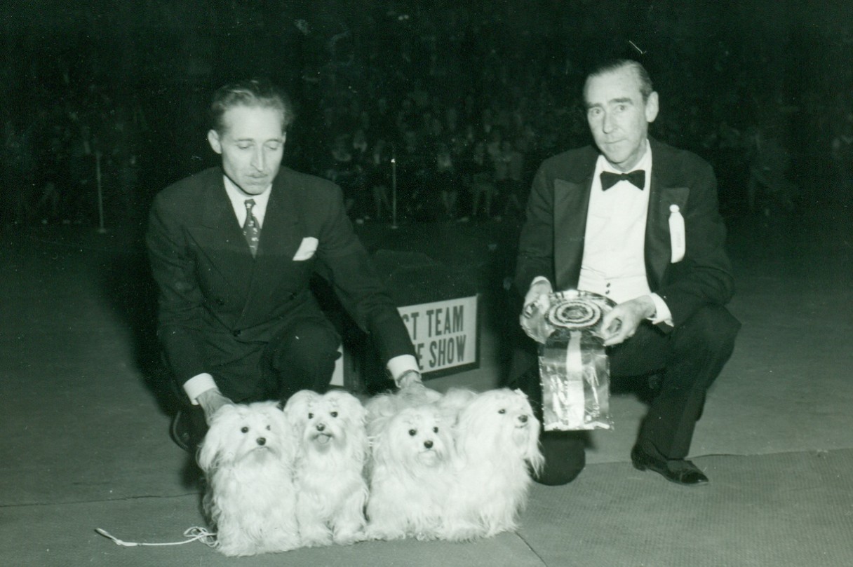 Maltese History & Training/Temperament American Kennel Club