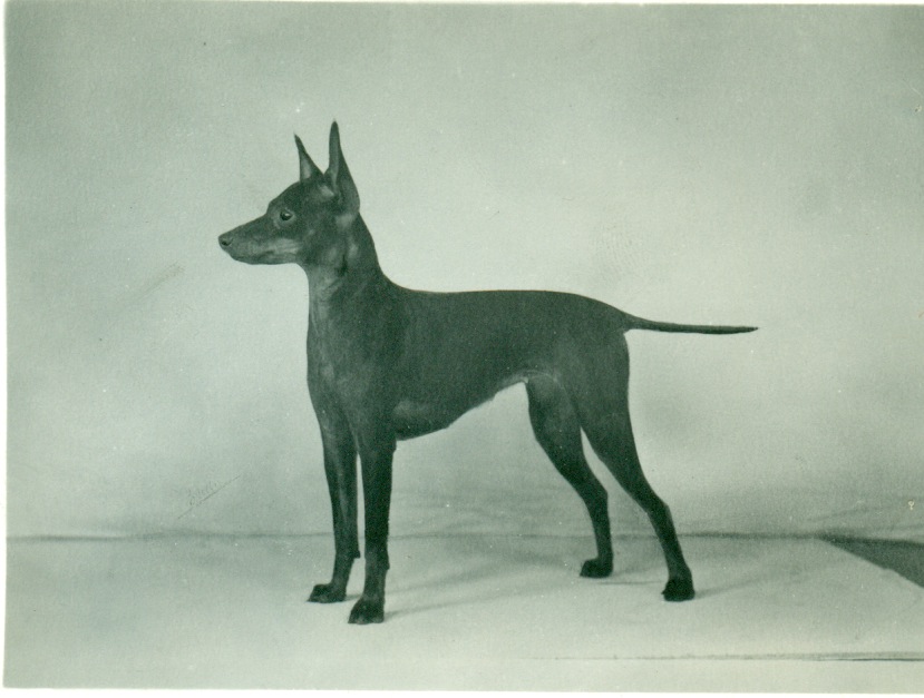 Manchester Terrier History & Training/Temperament American Kennel Club