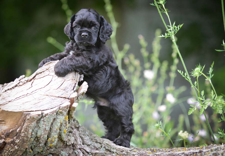 Cocker Spaniel Puppies For Sale AKC PuppyFinder