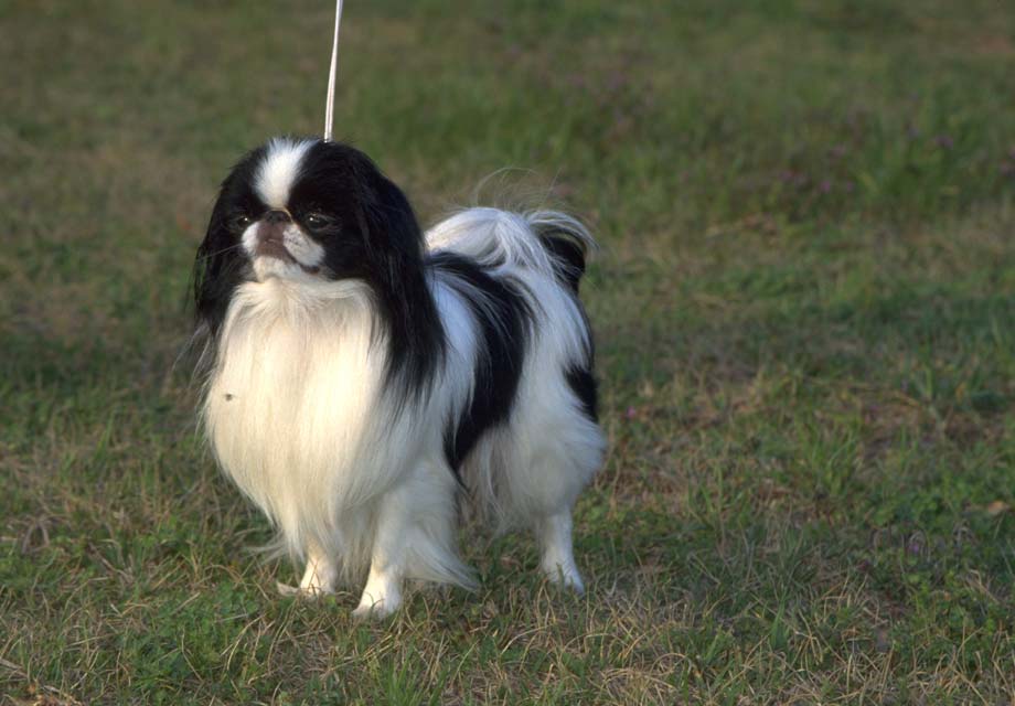 Japanese Chin Puppies For Sale AKC PuppyFinder