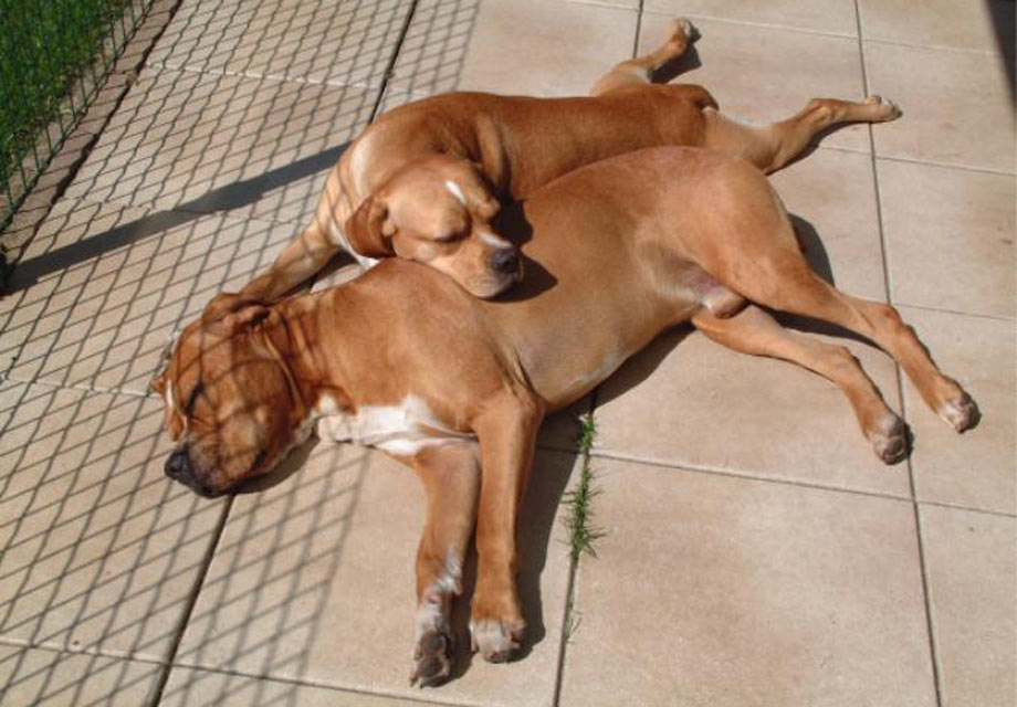 Portuguese Pointer Puppies For Sale AKC PuppyFinder