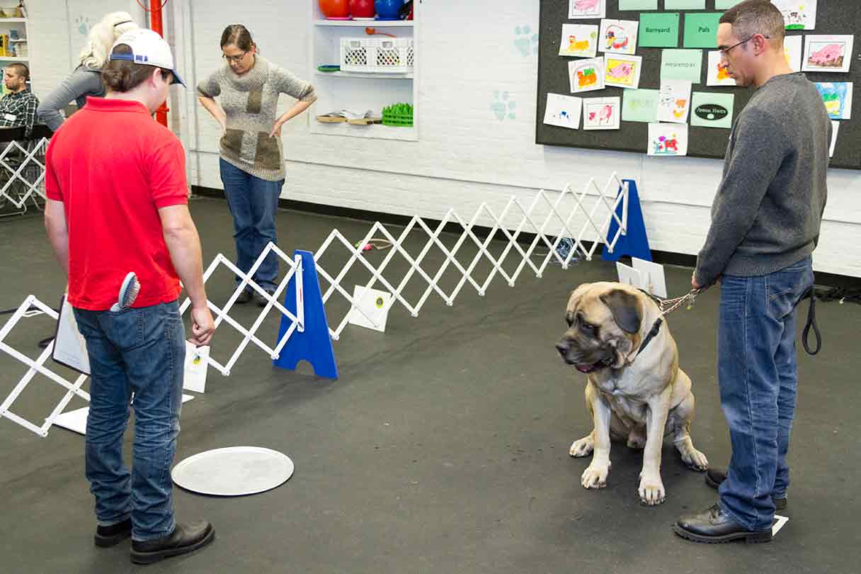 CGC: Become a CGC Evaluator – American Kennel Club