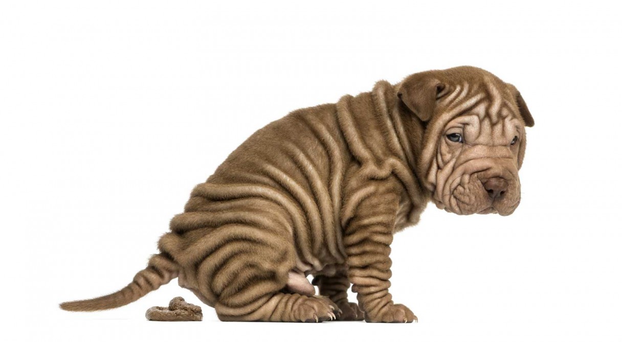 Dog Diarrhea Causes, Symptoms & Treatments American Kennel Club