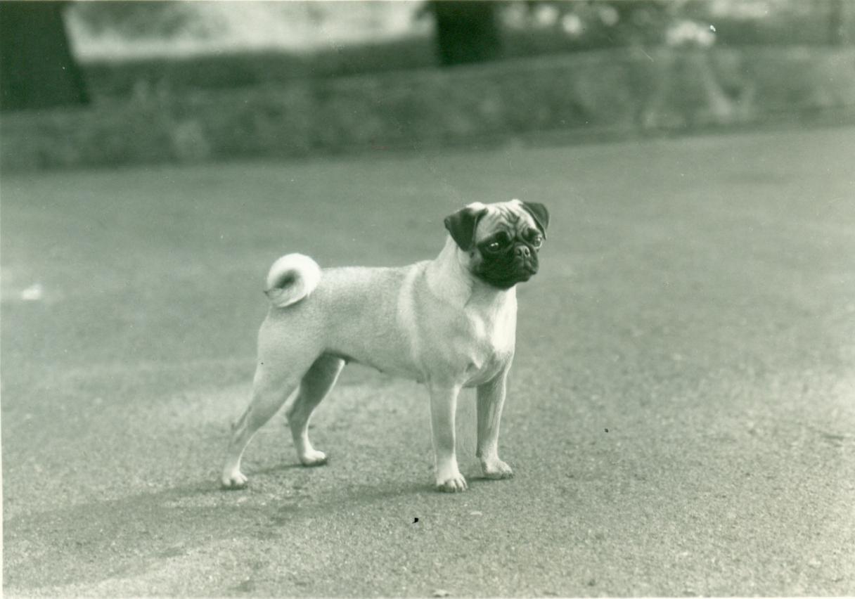 Pug History & Training/Temperament American Kennel Club