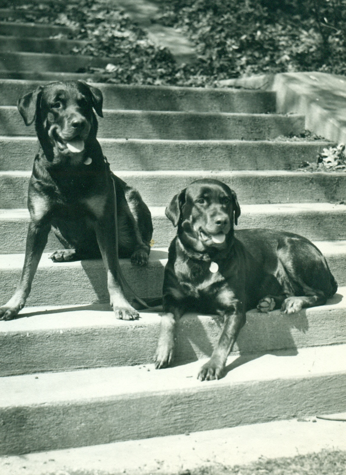 Rottweiler History & Training/Temperament American Kennel Club