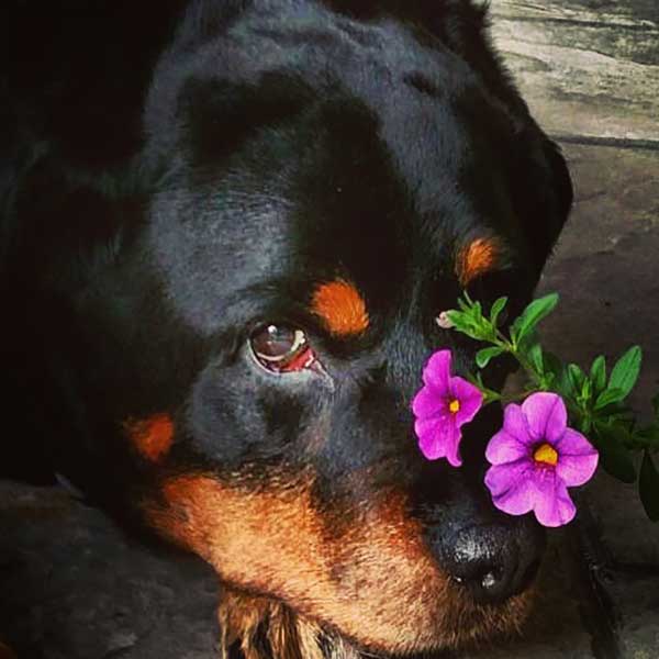 5 Things That You Probably Don't Know About Rottweilers American