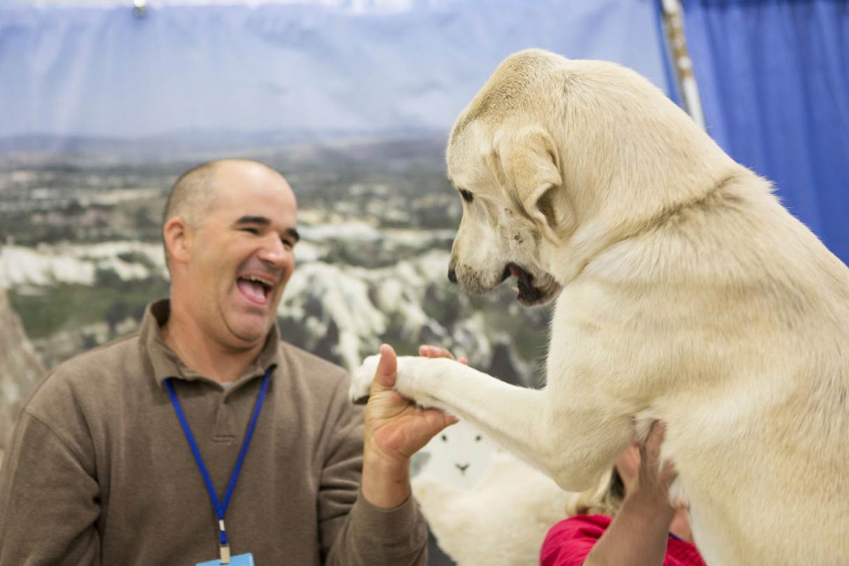 Canine Ambassador Program Resources American Kennel Club