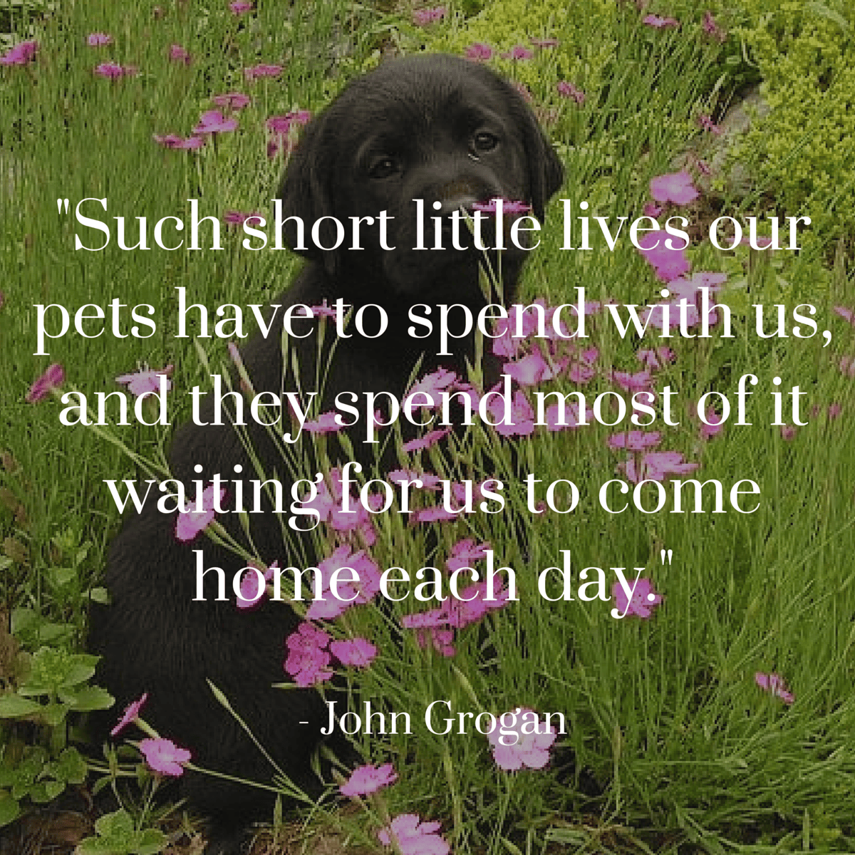 Dog Quotes — We Rounded up the Best of the Best