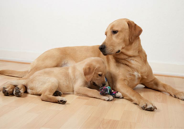 When Should You Get a Second Dog? American Kennel Club