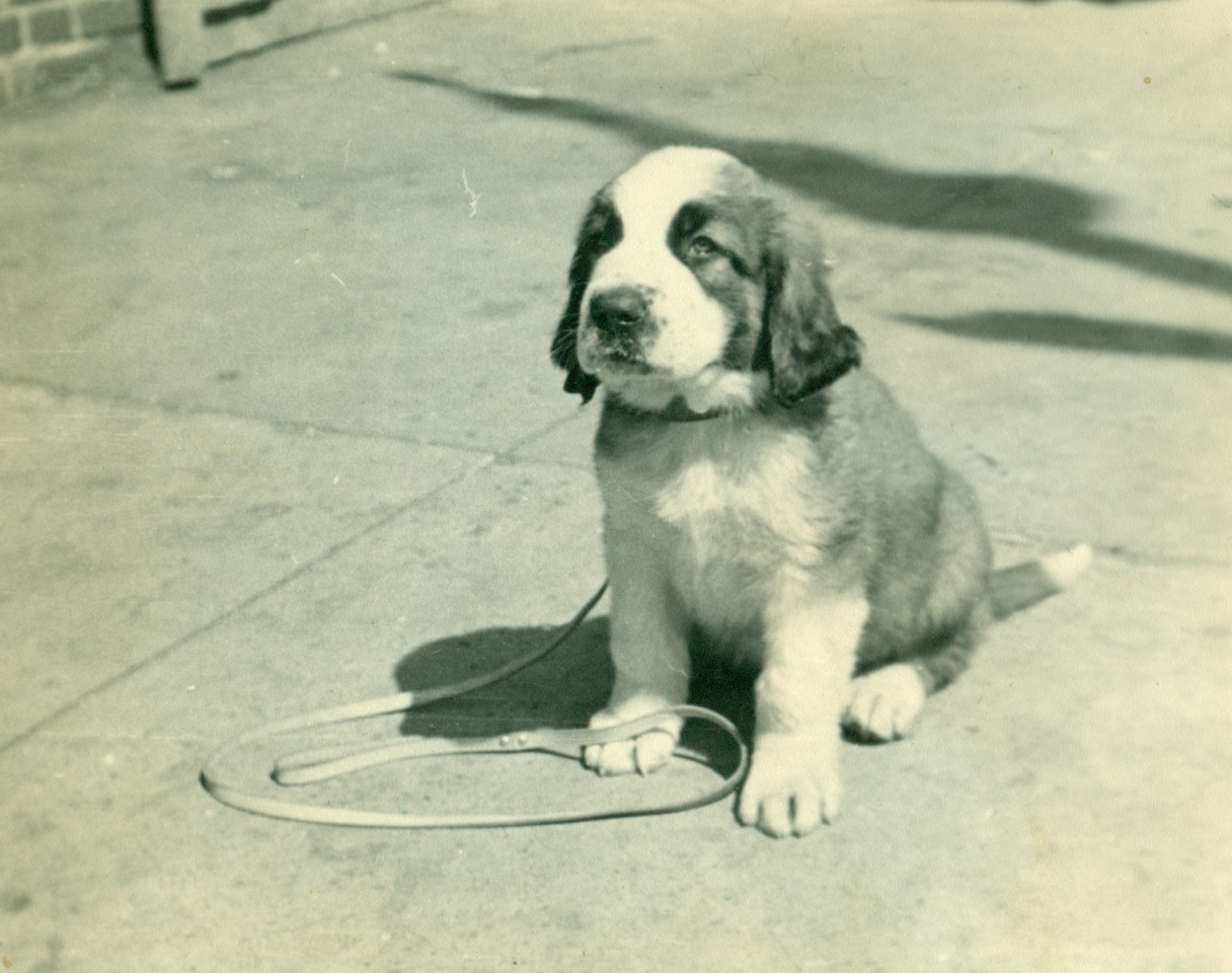 St. Bernard History & Training/Temperament American Kennel Club