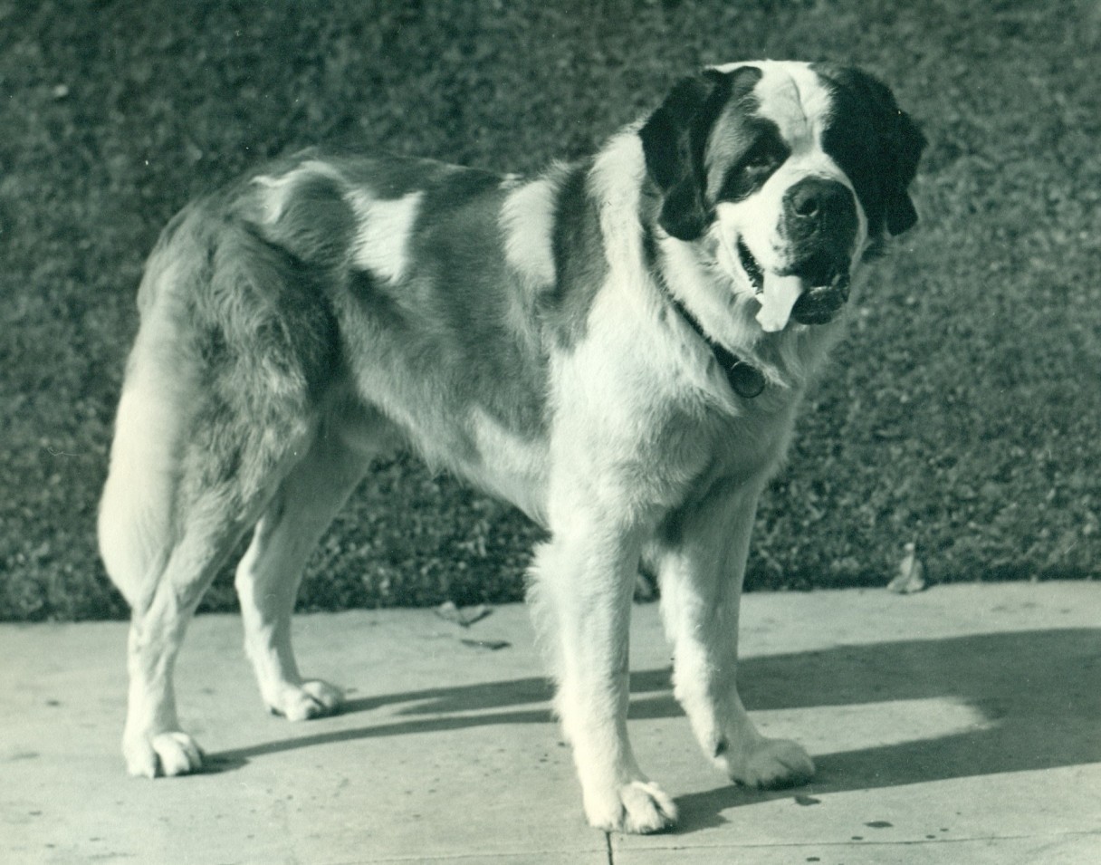 St. Bernard History & Training/Temperament American Kennel Club