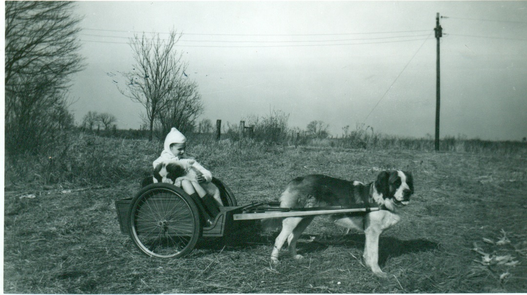 St. Bernard History & Training/Temperament American Kennel Club