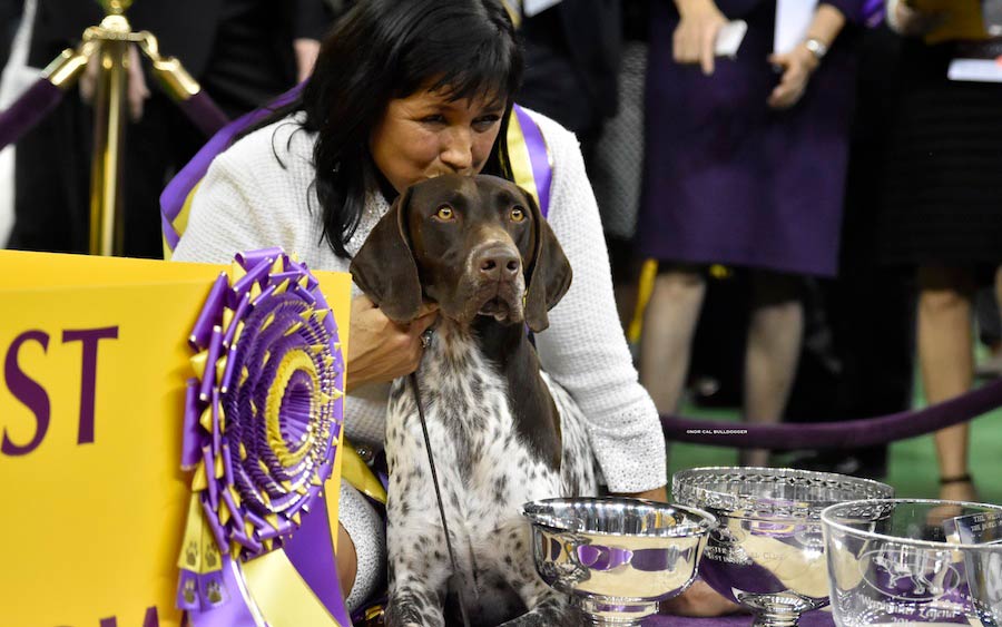 Judges For 2017 Westminster Kennel Club Show Announced American