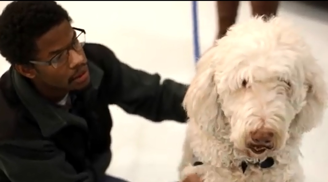 University Students Helped by Adopted Therapy Dogs American Kennel Club