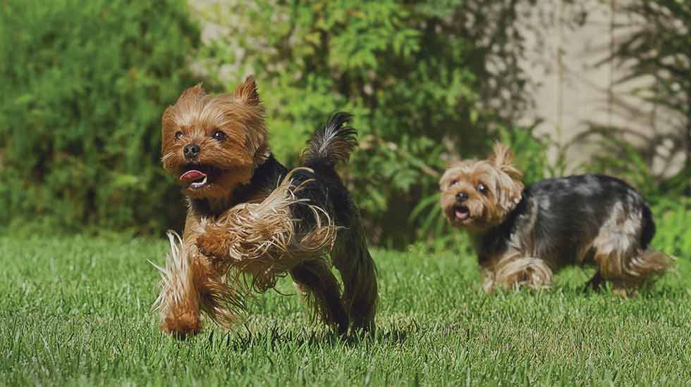 Top Dogs Oh, Yorkie! American Kennel Club