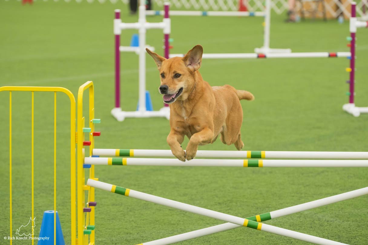 Rescue Dog Conquers Fears to Agility Champ