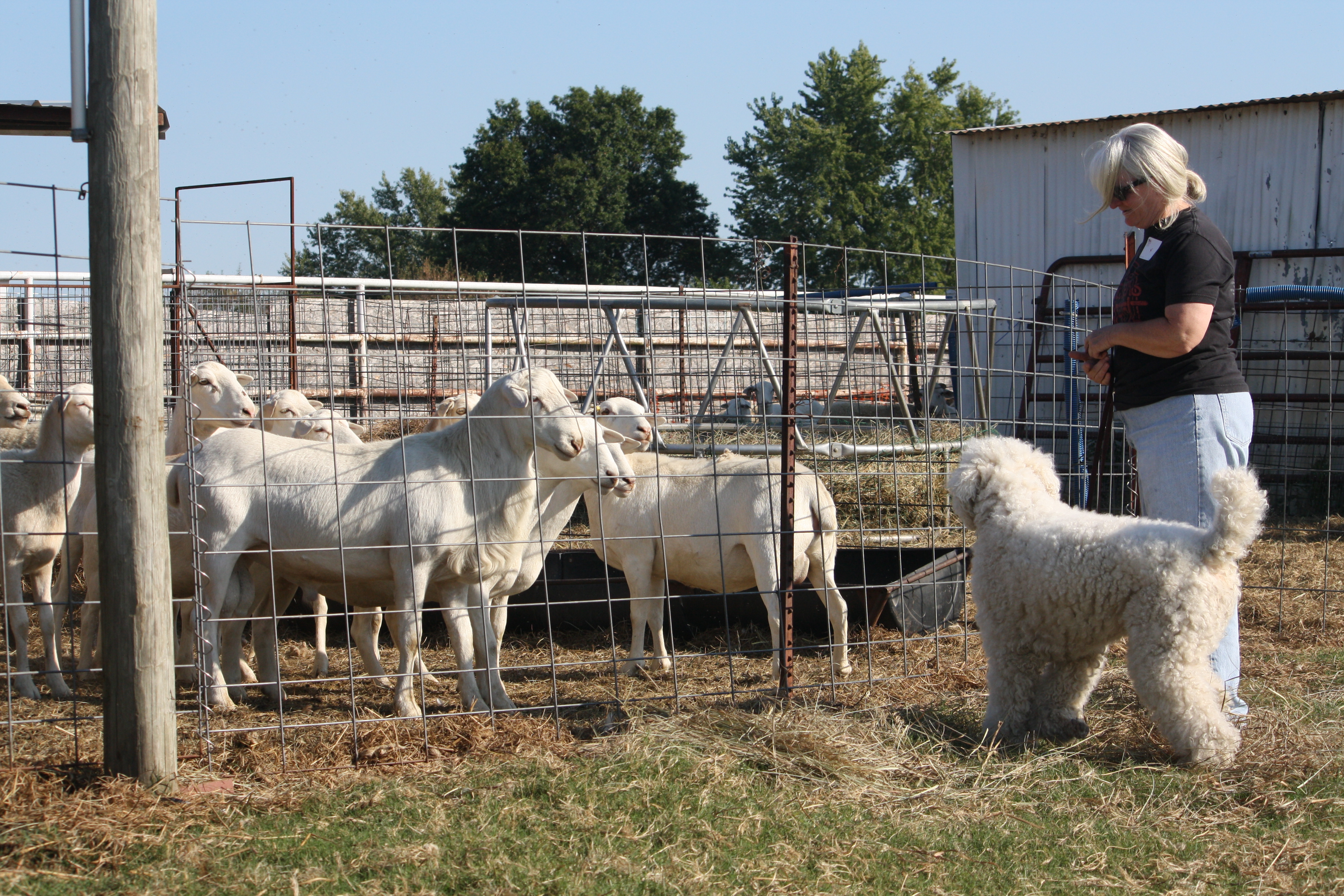 Is Your Dog "Farm Dog Certified"? American Kennel Club