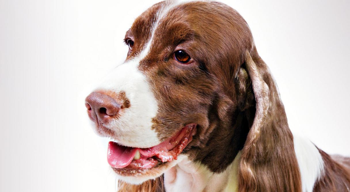 English Springer Spaniel Dog Breed Information American Kennel Club
