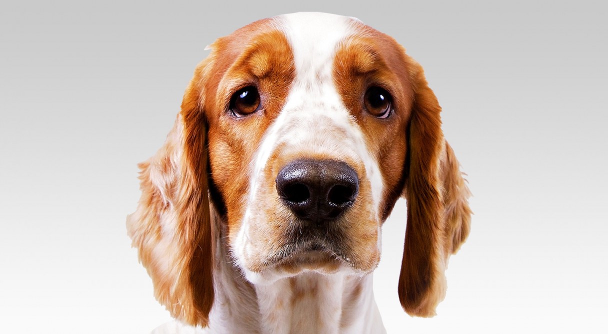 Welsh Springer Spaniel Dog Breed Information American Kennel Club