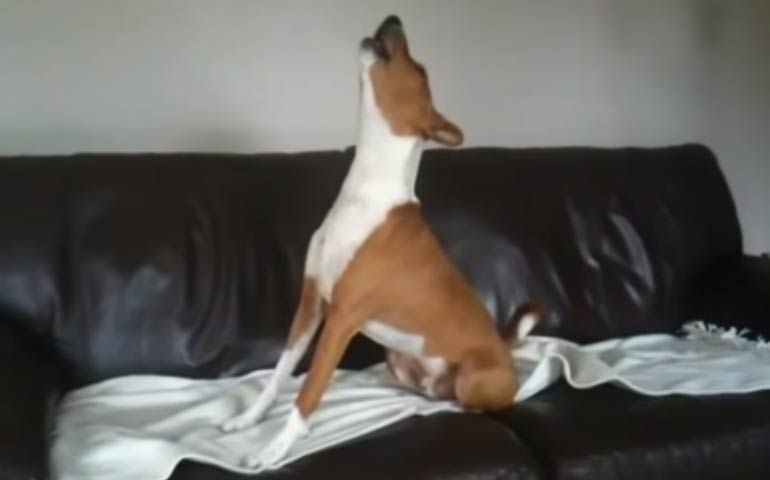 10 of the BEST Basenji Yodels to Ever Be Heard American