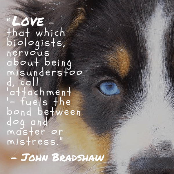 Why Do We Love Dogs Quotes