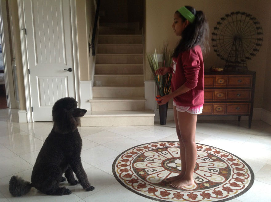 How Do You Teach A Dog To Catch A Ball