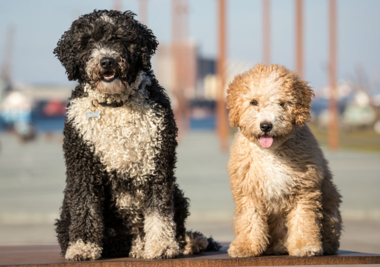 Portuguese Water Dog Vs Poodle Which breed is perfect for your family?