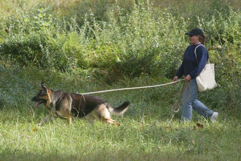 The Best Sports To Do With Your German Shepherd Dog American Kennel Club