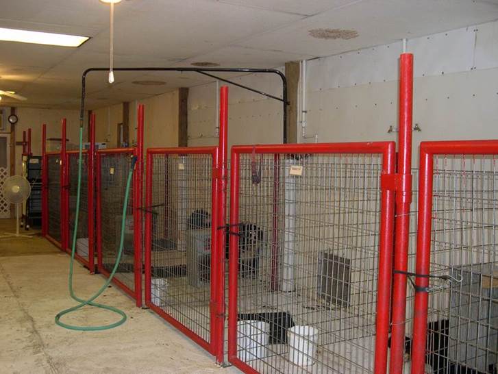 Spring Cleaning for Your Kennel American Kennel Club