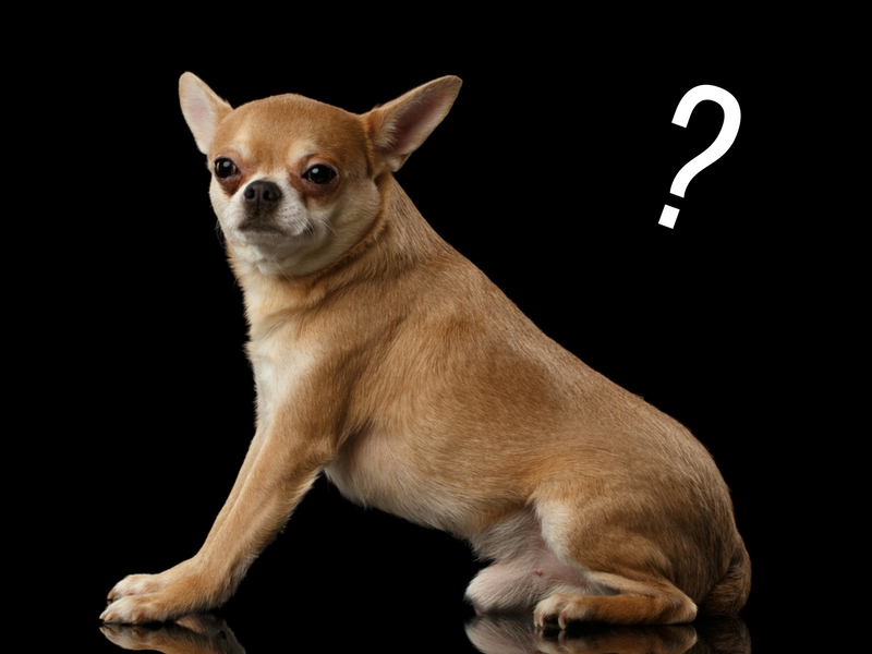 Quiz Which Dog Breed Is Which? American Kennel Club