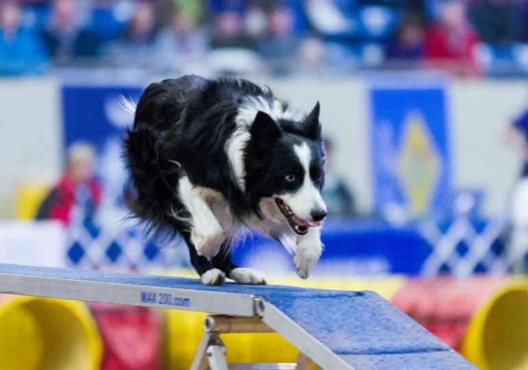Which Breeds Excel in Agility? American Kennel Club
